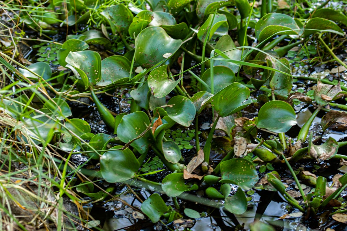 Eichhornia crassipes