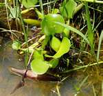 Eichhornia crassipes