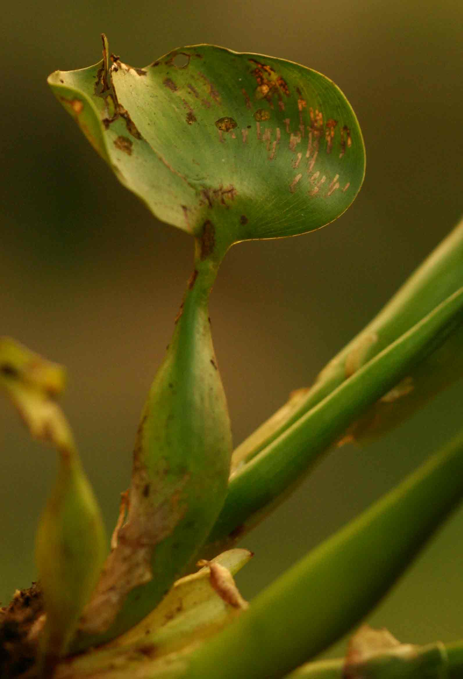 Eichhornia crassipes