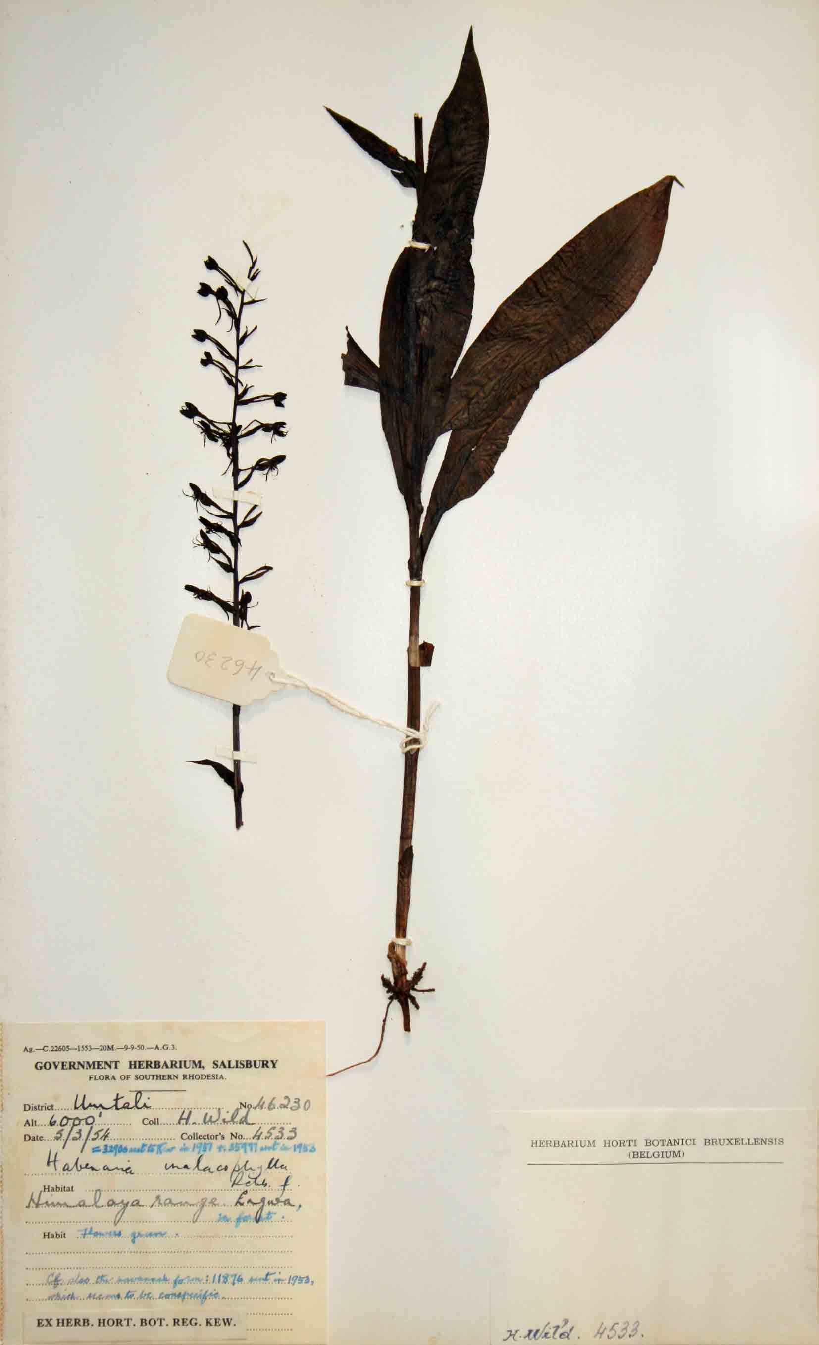 Habenaria malacophylla