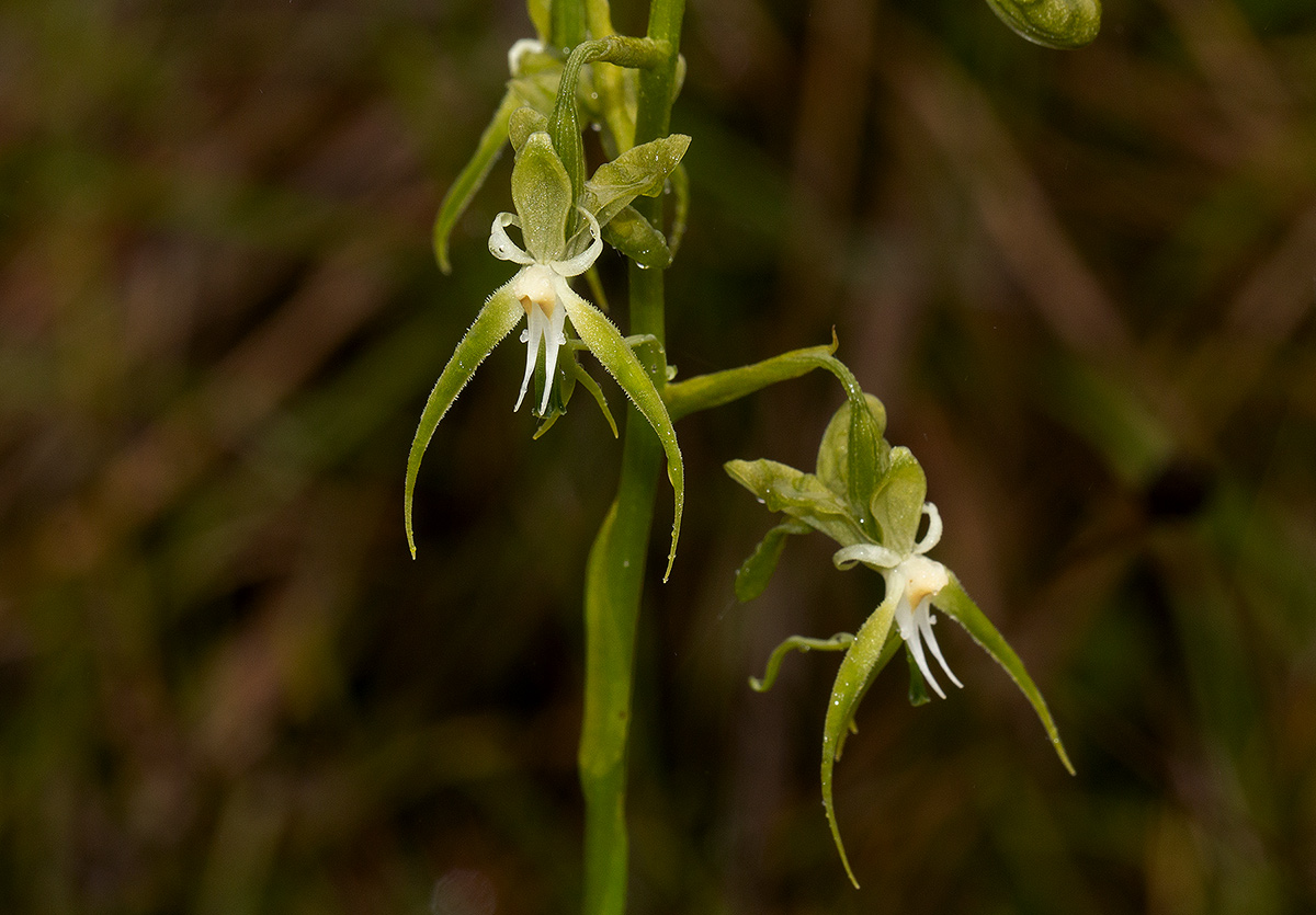 Habenaria schimperiana Habenaria schimperiana