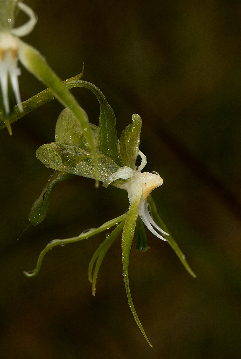 Habenaria schimperiana Habenaria schimperiana