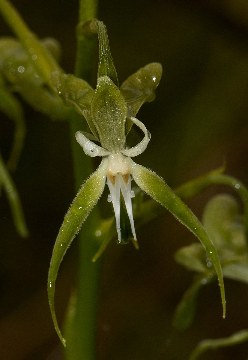 Habenaria schimperiana Habenaria schimperiana