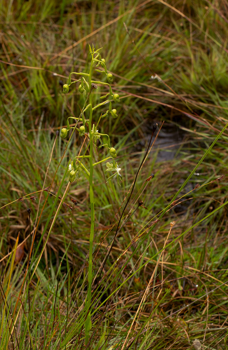 Habenaria schimperiana Habenaria schimperiana