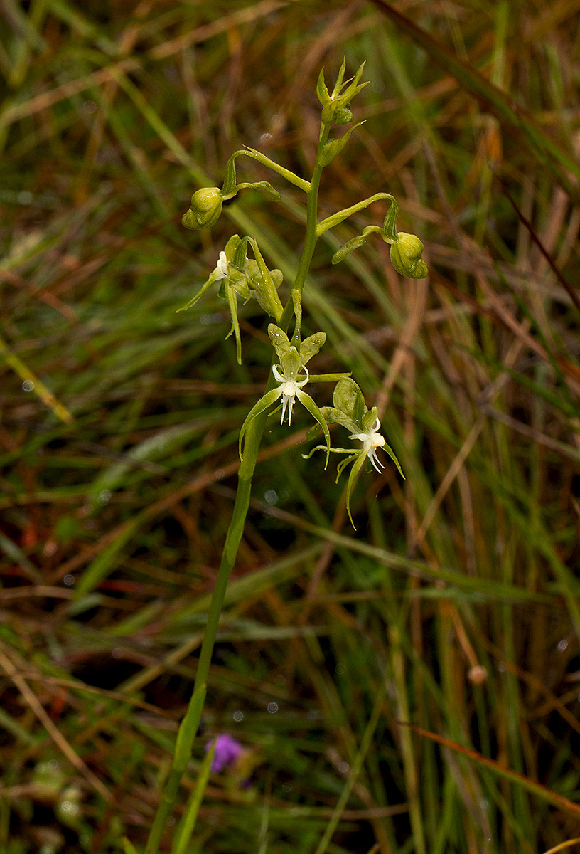 Habenaria schimperiana Habenaria schimperiana
