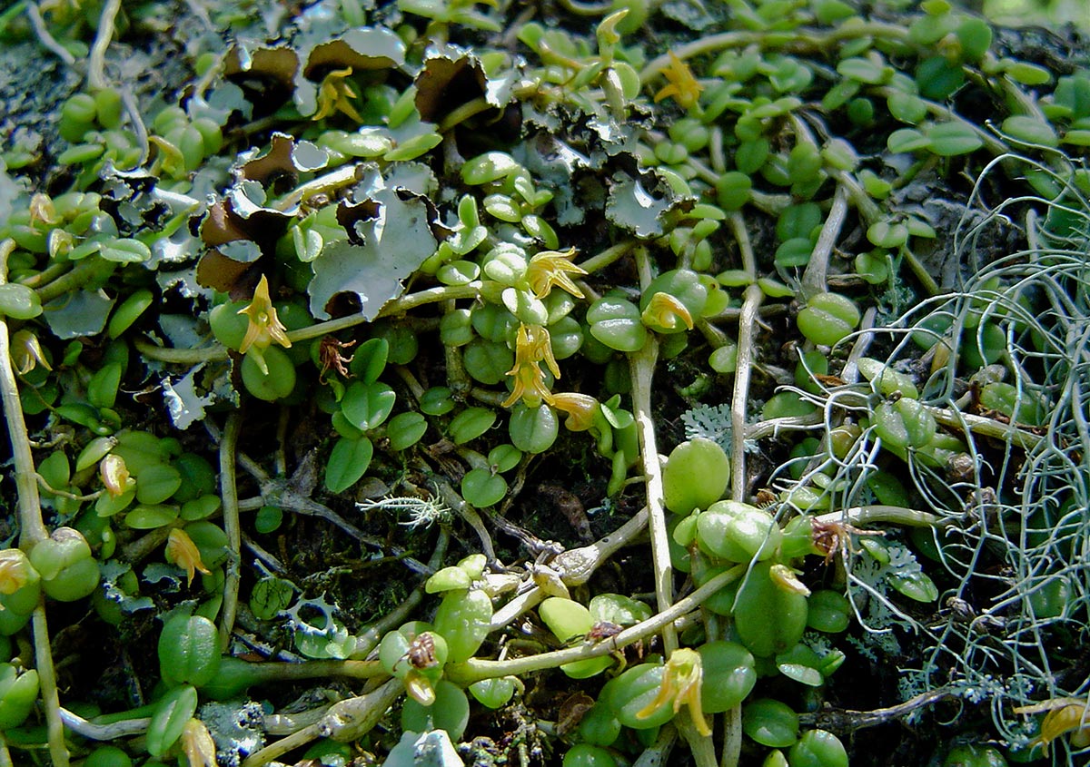 Stolzia repens var. repens