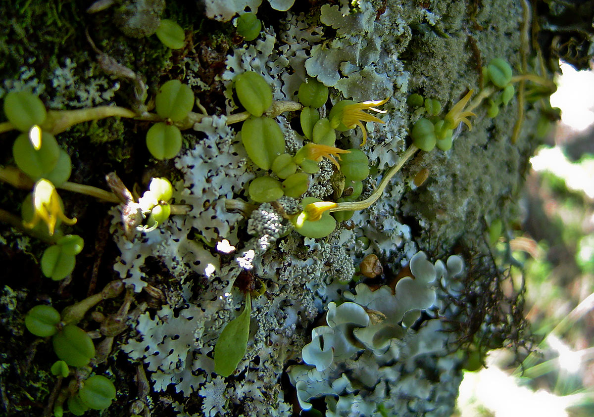 Stolzia repens var. repens