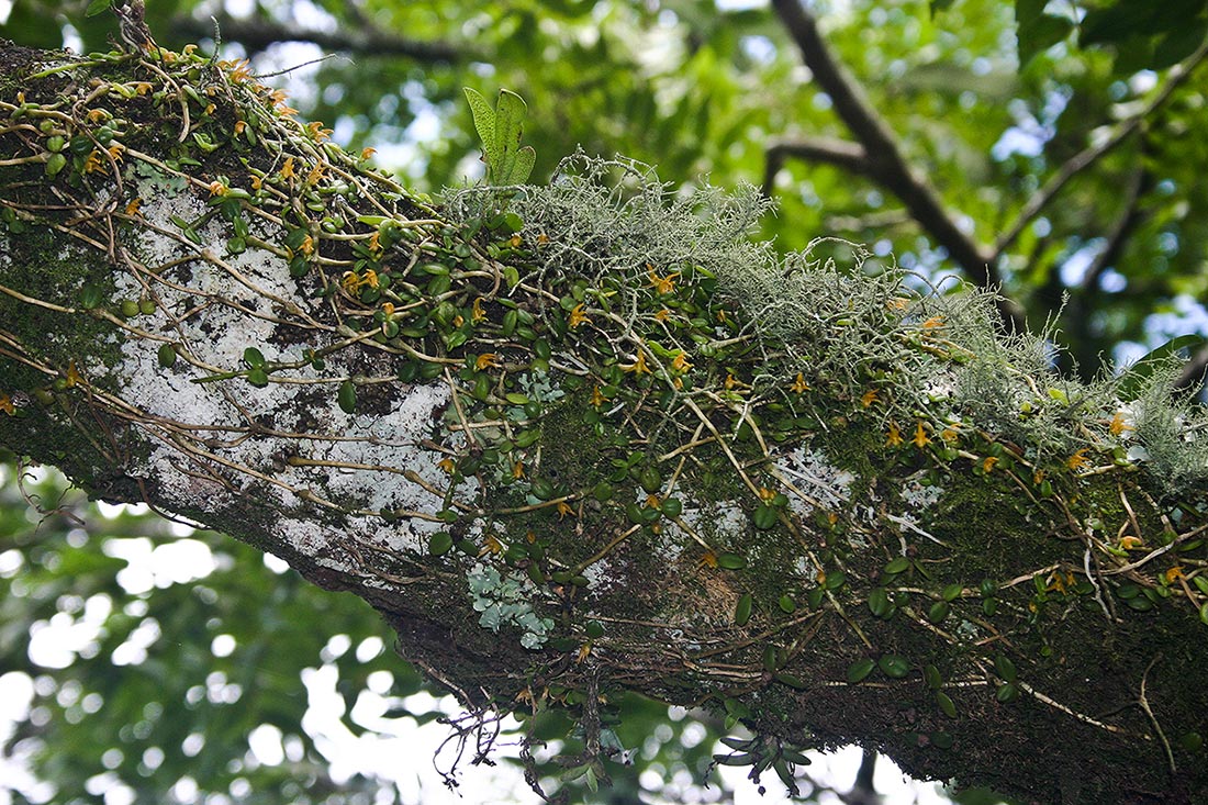 Stolzia repens var. repens