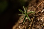 Chaseella pseudohydra