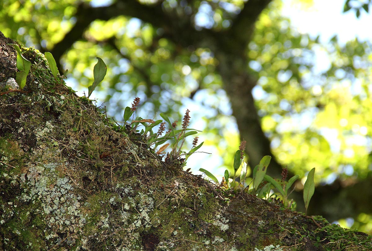 Polystachya adansoniae