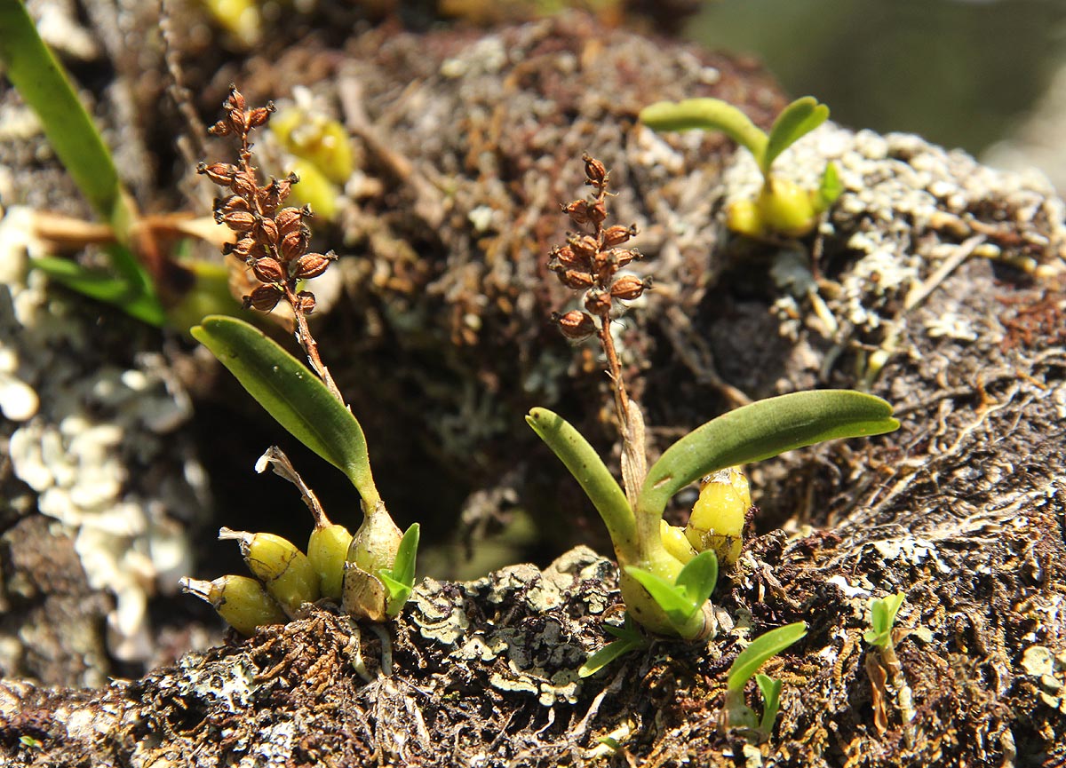 Polystachya adansoniae