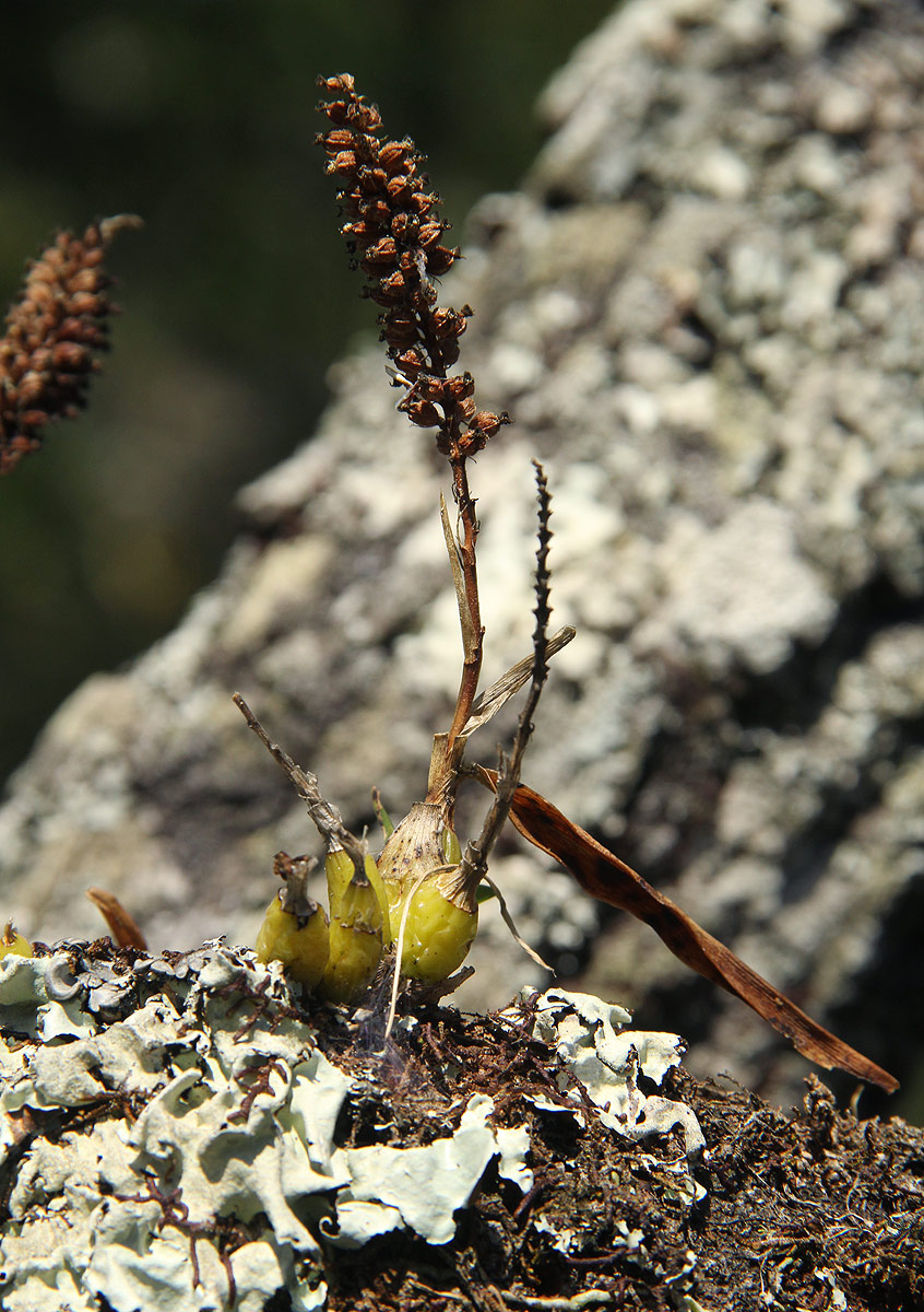 Polystachya adansoniae