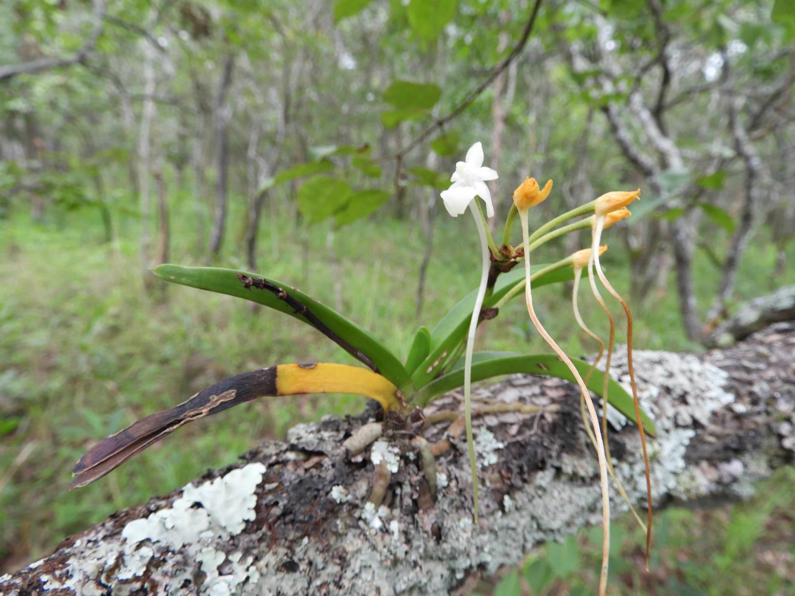 Rangaeris muscicola