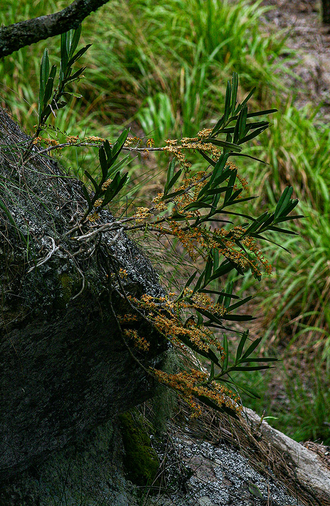 Tridactyle bicaudata