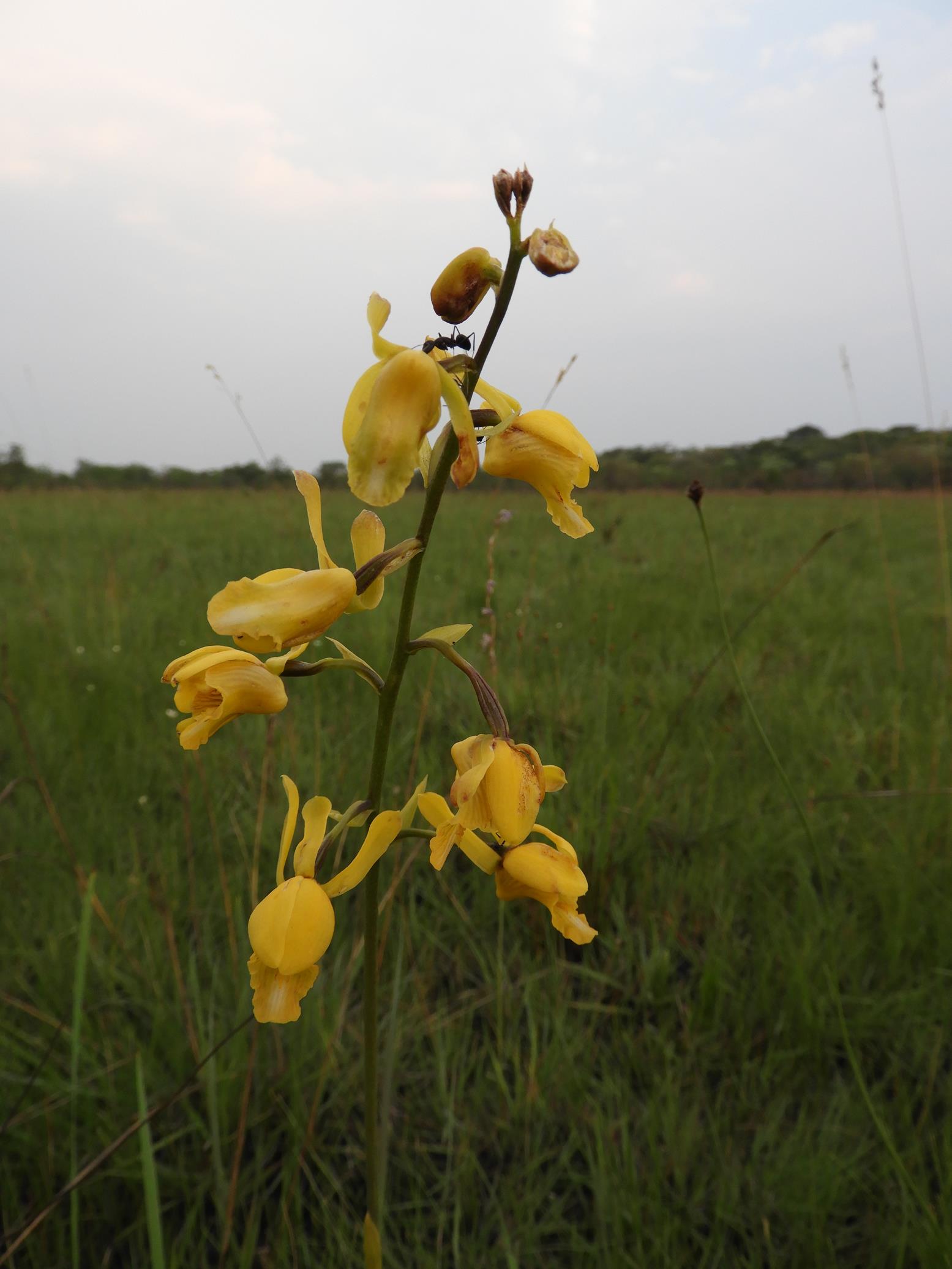 Eulophia angolensis