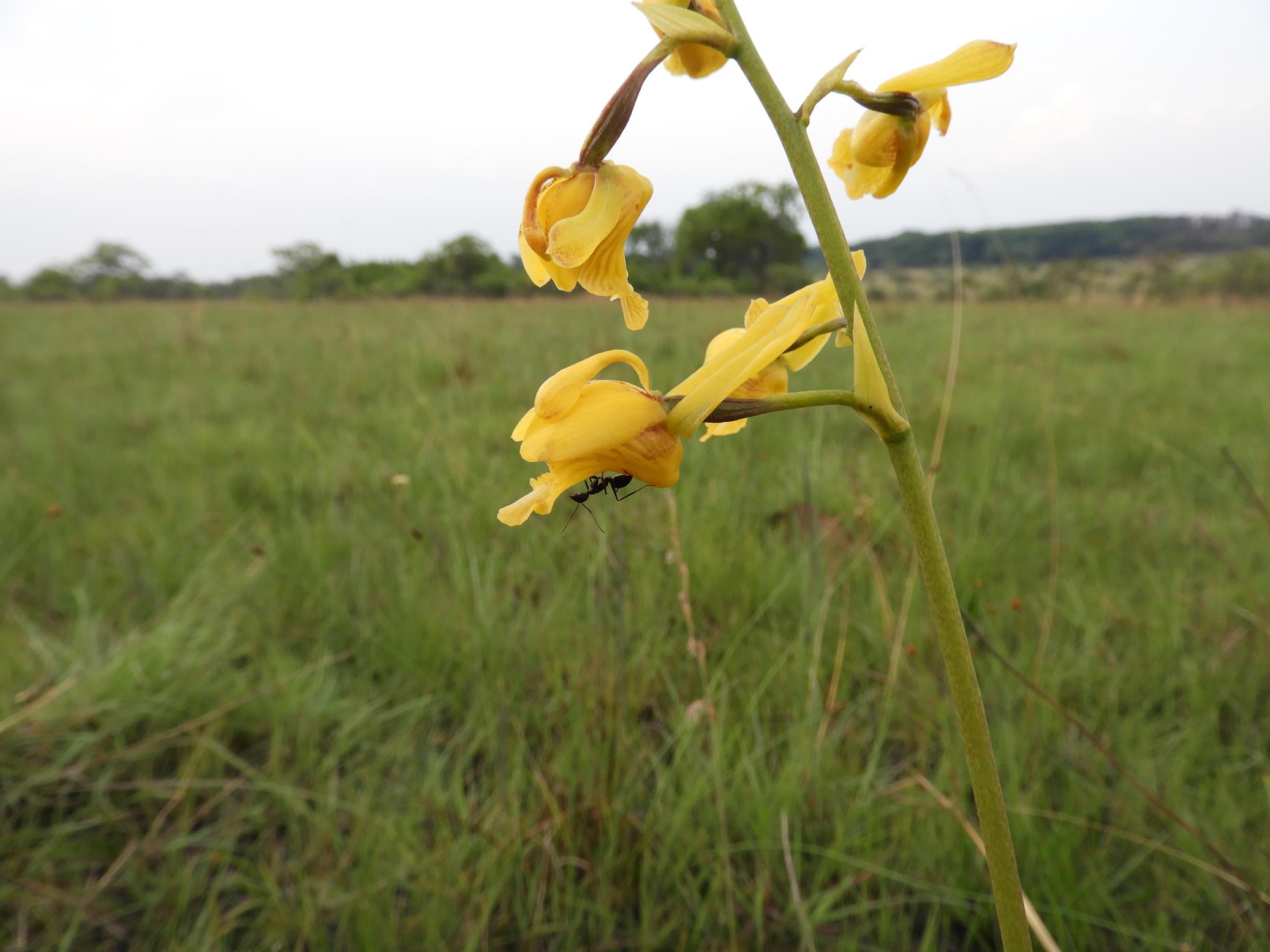 Eulophia angolensis