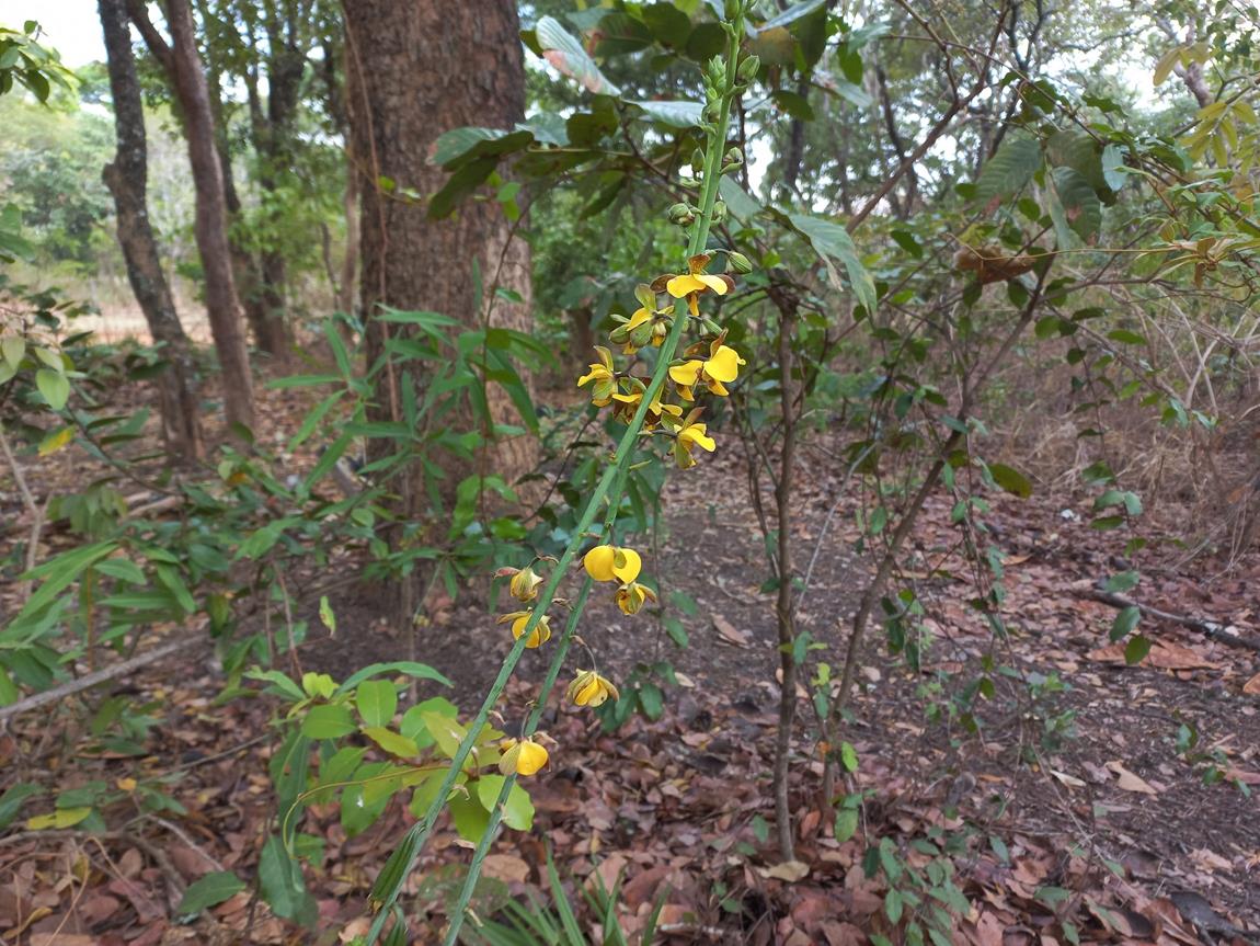 Eulophia streptopetala