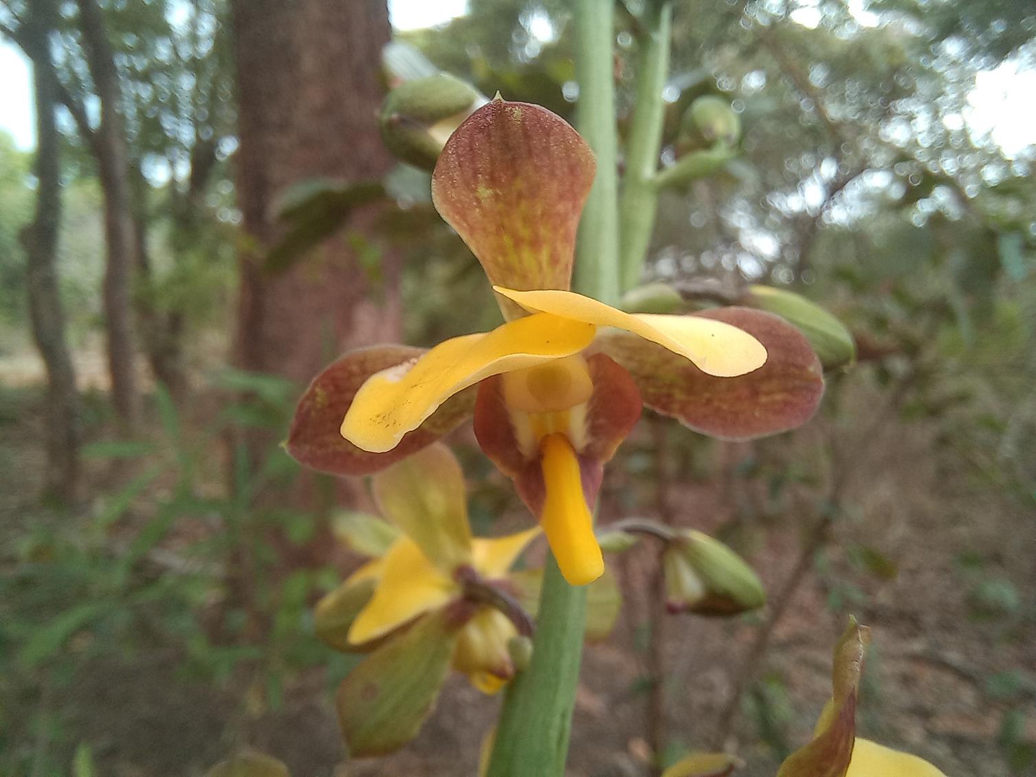 Eulophia streptopetala