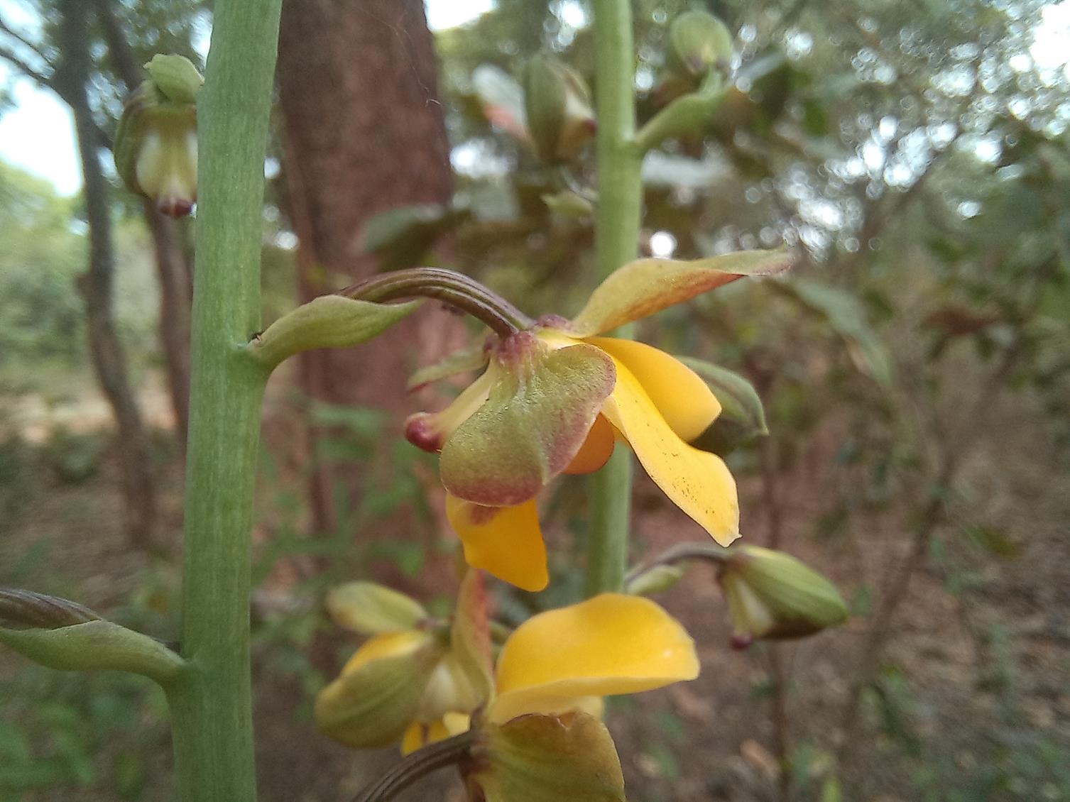 Eulophia streptopetala