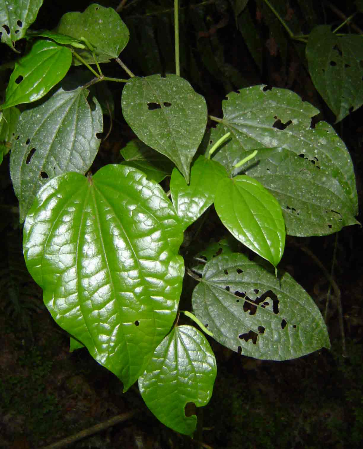 Piper capense var. capense