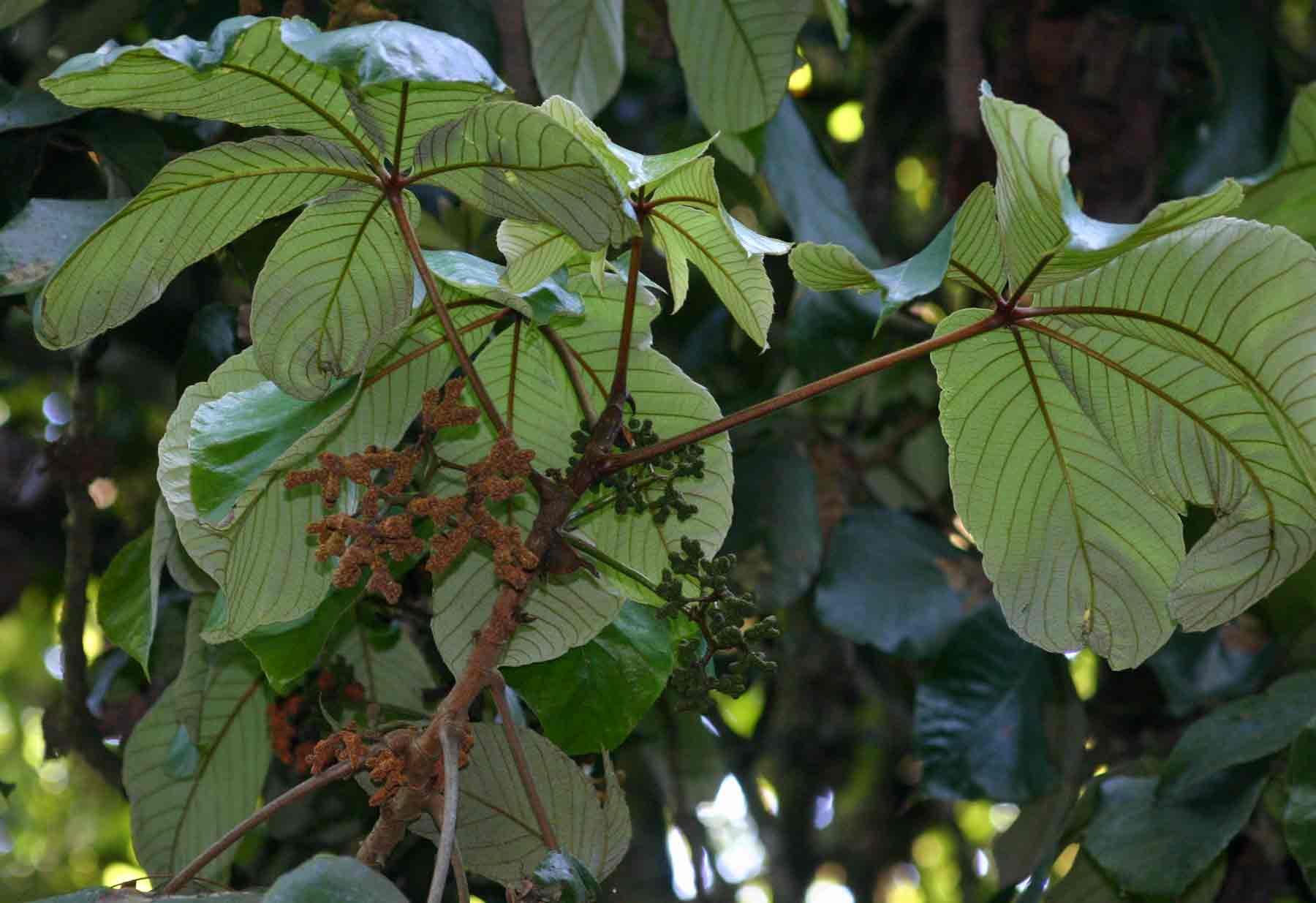 Myrianthus holstii