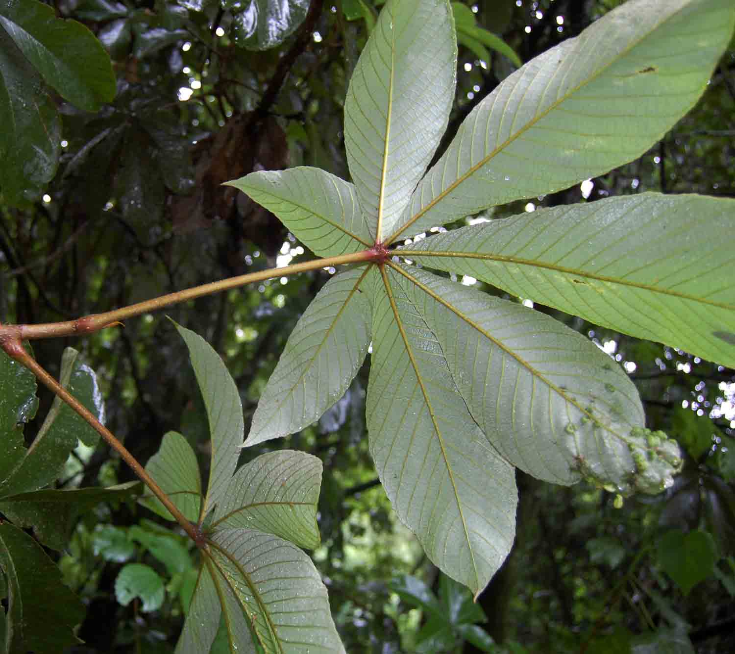 Myrianthus holstii