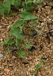 Aristolochia albida