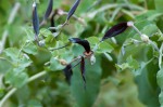 Aristolochia albida