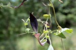 Aristolochia albida