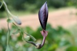 Aristolochia albida