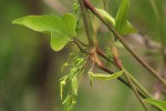 Aristolochia albida