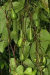 Aristolochia albida