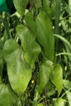 Aristolochia albida