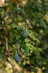 Aristolochia albida