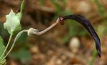 Aristolochia albida