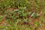 Aristolochia albida