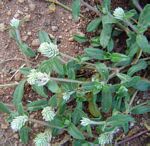 Gomphrena celosioides