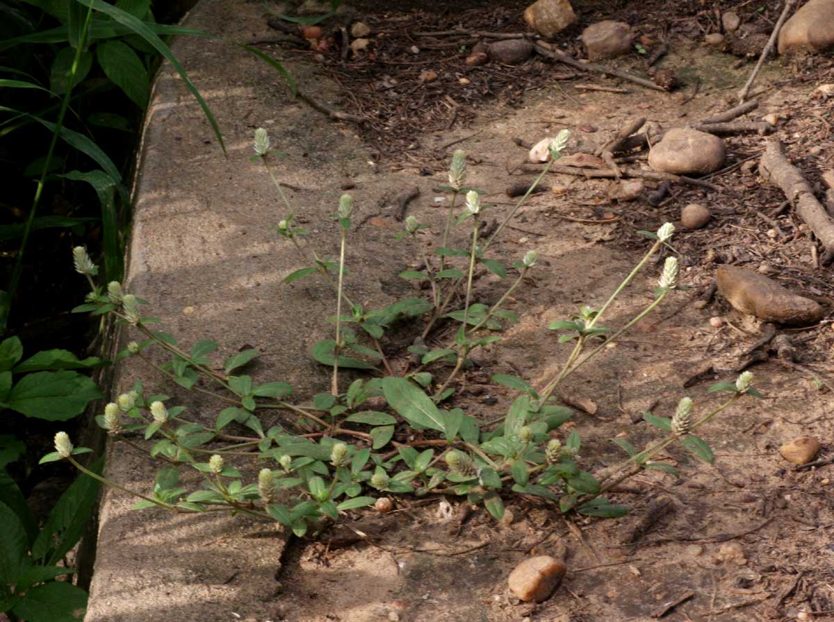 Gomphrena celosioides