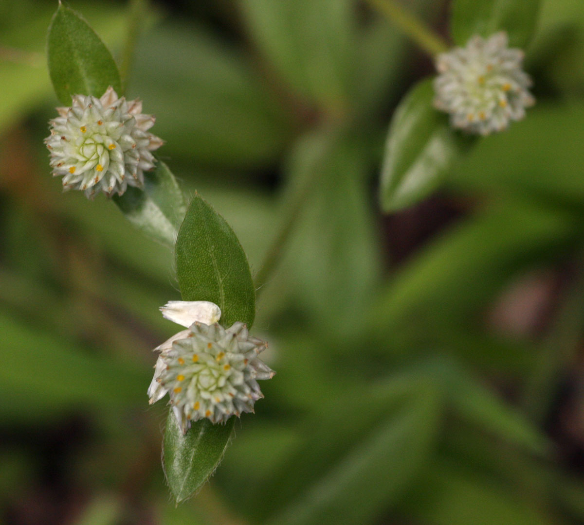 Gomphrena celosioides