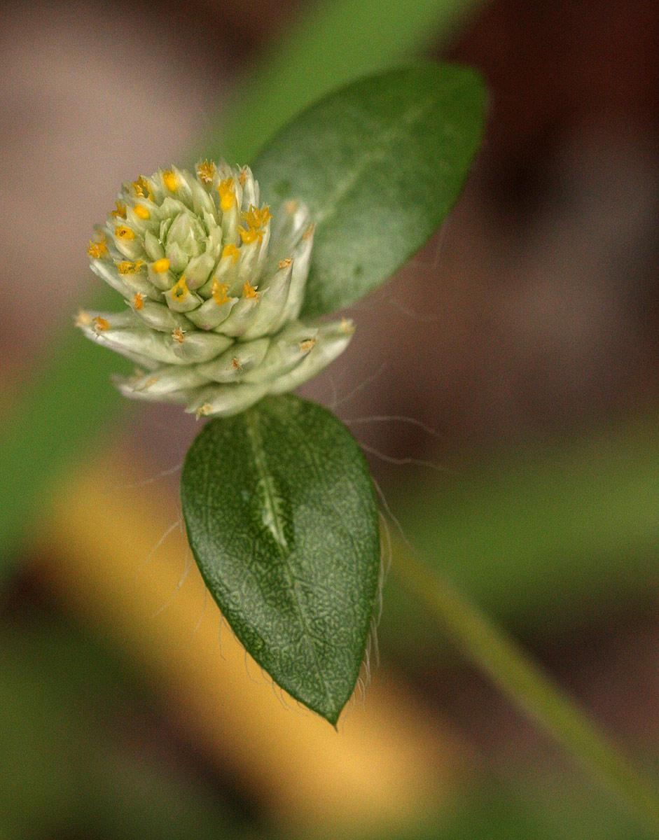 Gomphrena celosioides