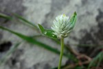 Gomphrena celosioides