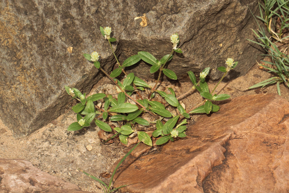 Gomphrena celosioides