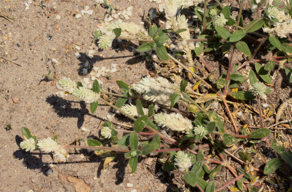 Gomphrena celosioides