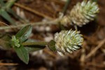 Gomphrena celosioides