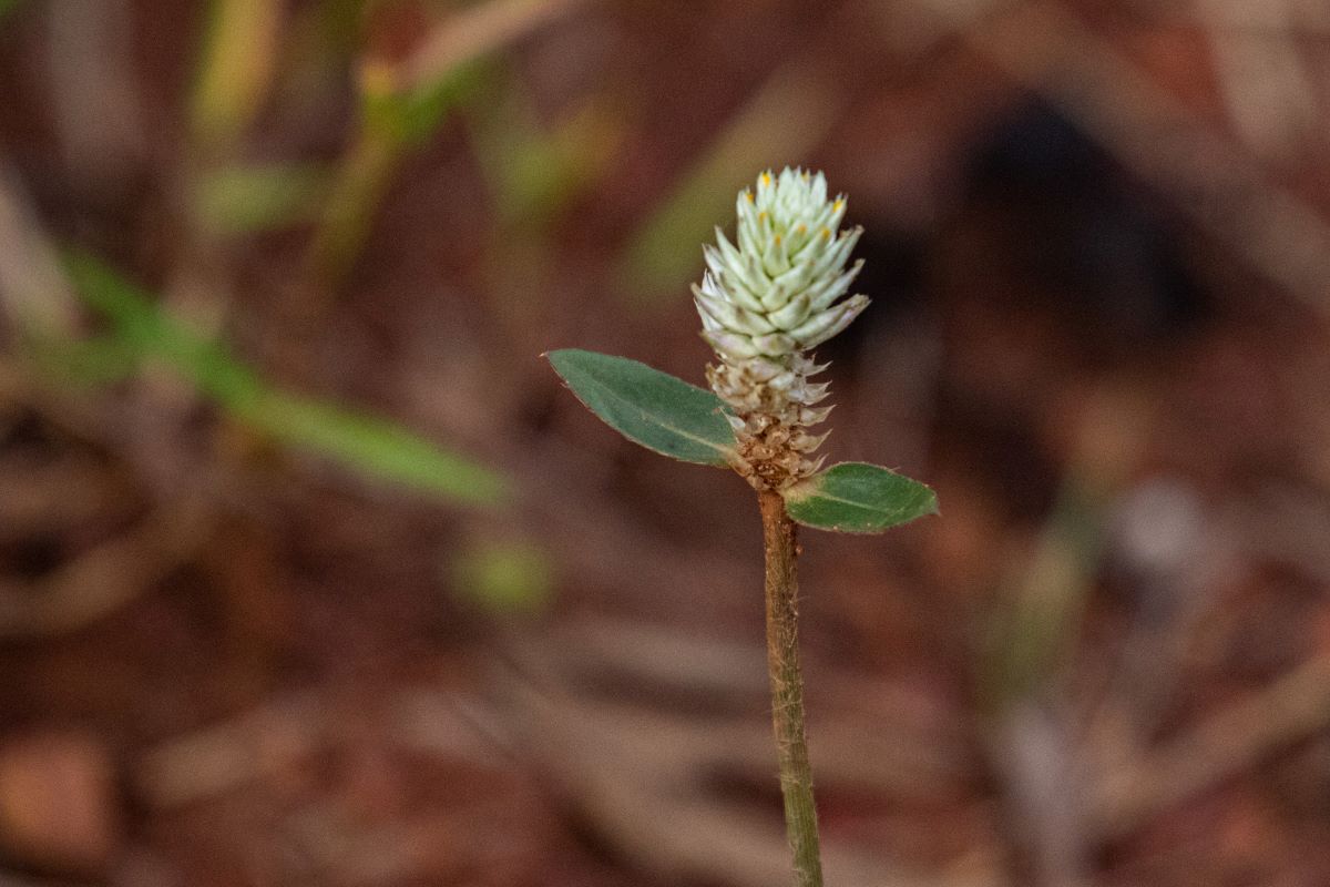 Gomphrena celosioides