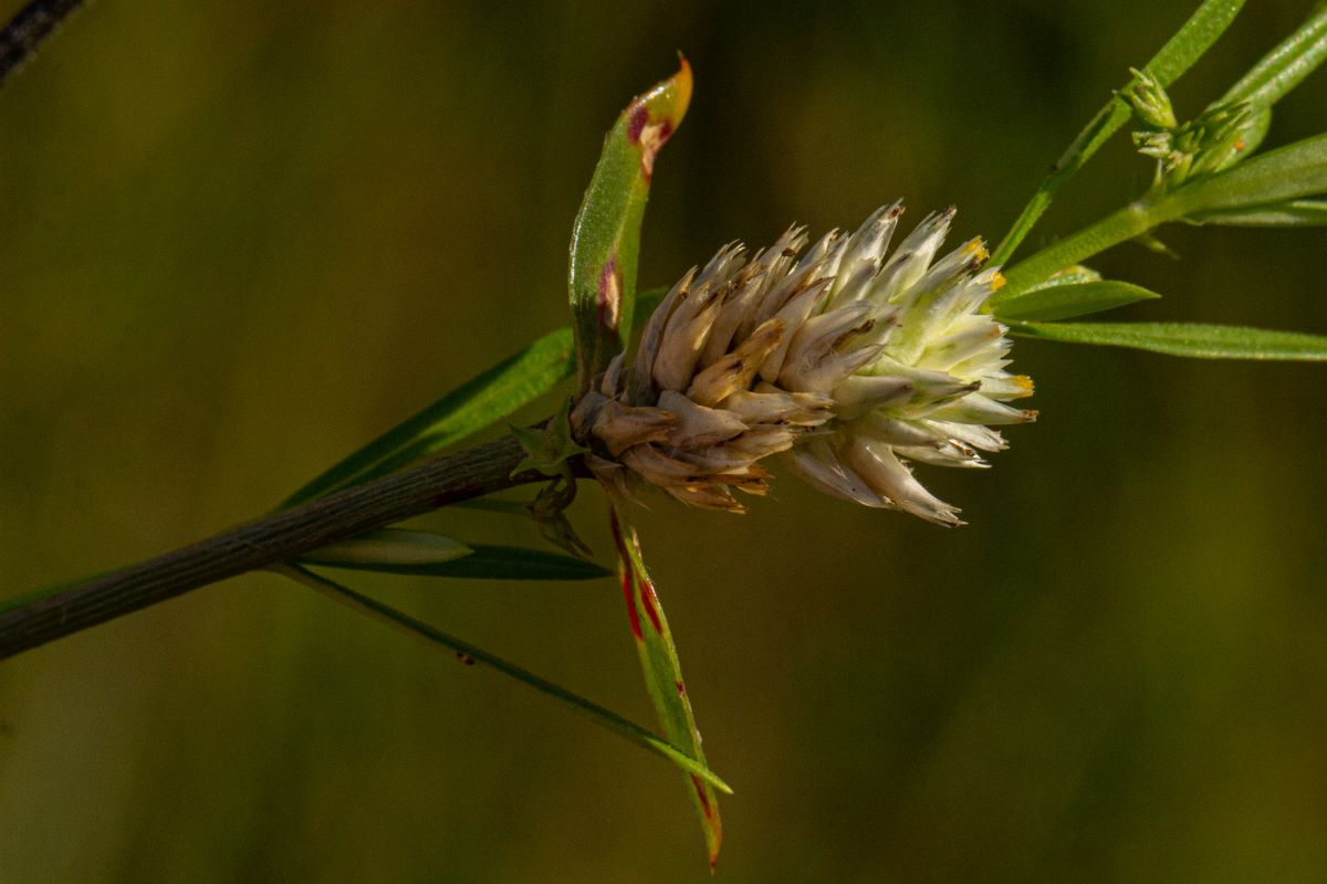 Gomphrena celosioides