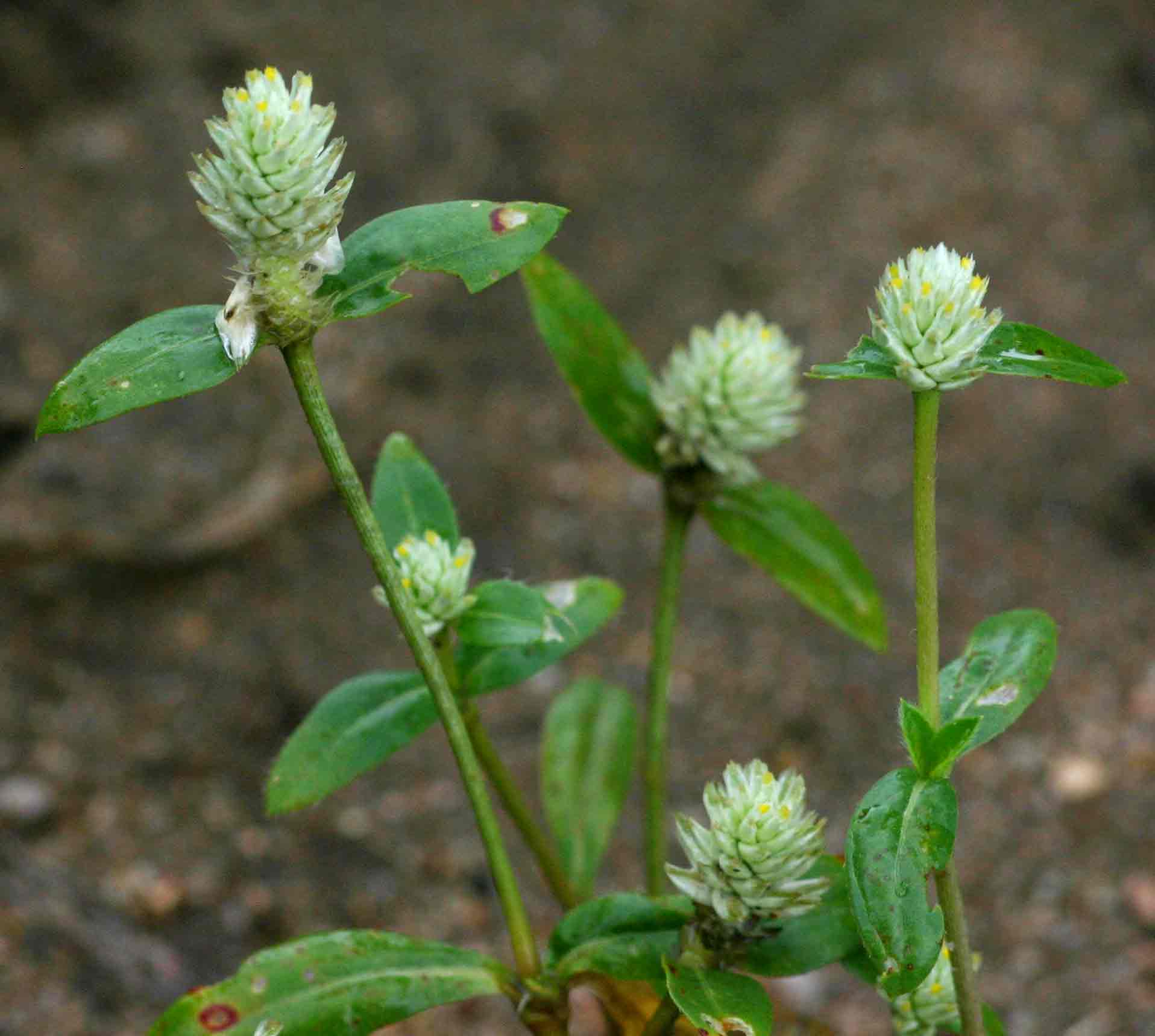 Gomphrena celosioides