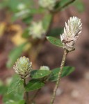 Gomphrena celosioides