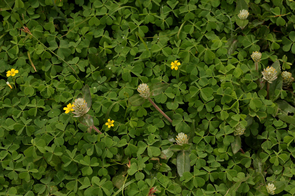 Gomphrena celosioides