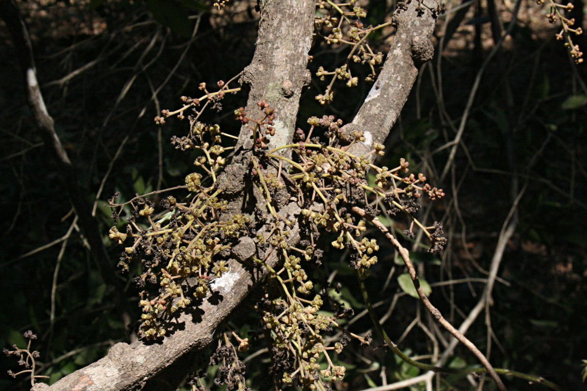 Tiliacora funifera